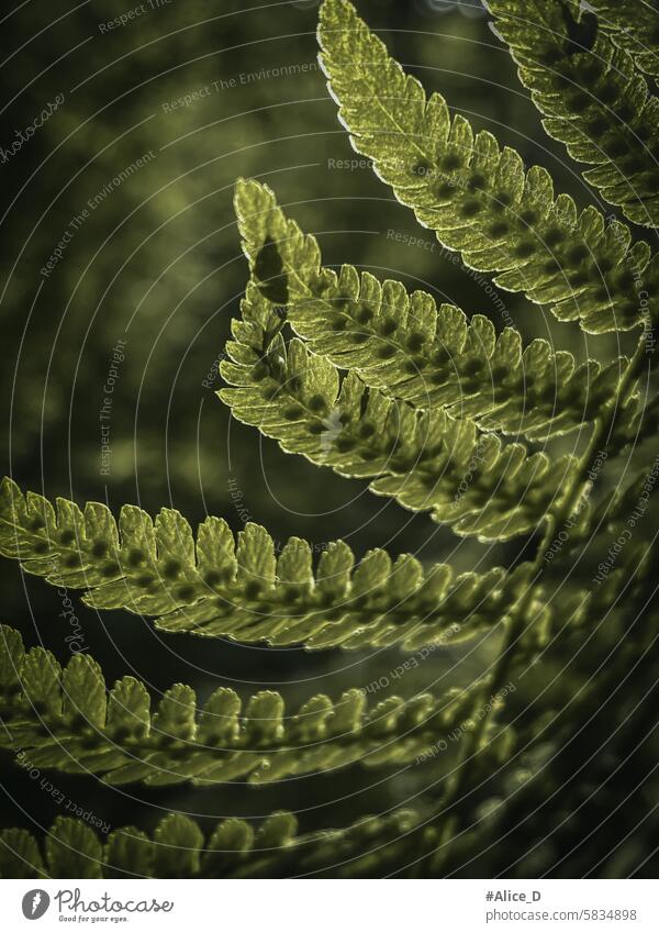 Green fern leaves pattern, softly illuminated by sunlight beautiful beauty branch breeze bush captivating close-up closeup decorative design detail enchanting