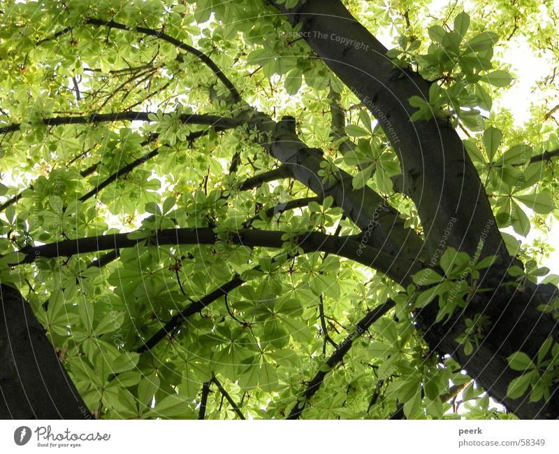 View upwards Green Tree Summer Café Chestnut tree Shadow luise