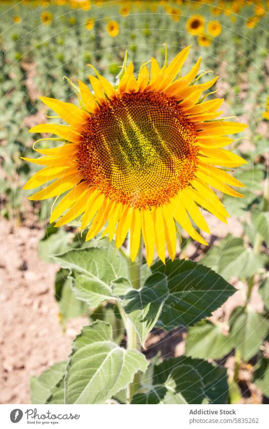 Vibrant Sunflower in Full Bloom in Cuenca sunflower bloom cuenca field agriculture nature summer close-up bright vibrant yellow flora plant beauty botanical