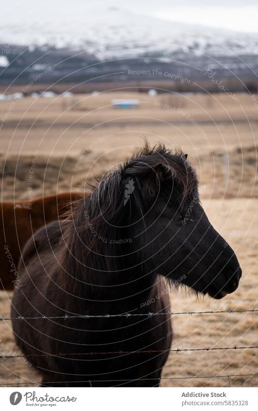 Icelandic horse in front of snowy landscape at Snaefellness iceland snaefellness peninsula icelandic horse portrait rural mountain fence barbed wire winter