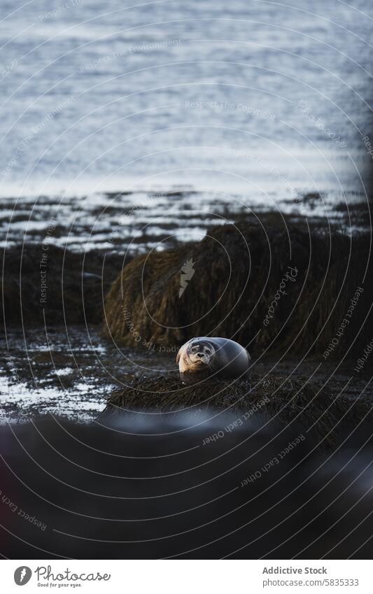 Seal relaxing on seaweed at Islandia islandia snaefellness westman island seal ocean wildlife nature tranquil serene coast shoreline aquatic marine relaxation