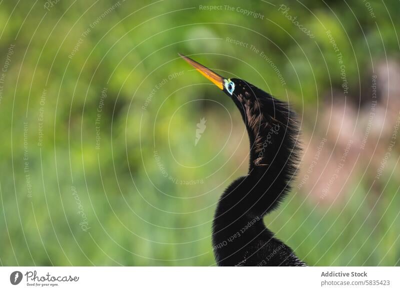 Anhinga Bird in Natural Habitat, Costa Rica anhinga bird wildlife costa rica nature natural habitat close-up beak eye feather neck green outdoor tropical travel