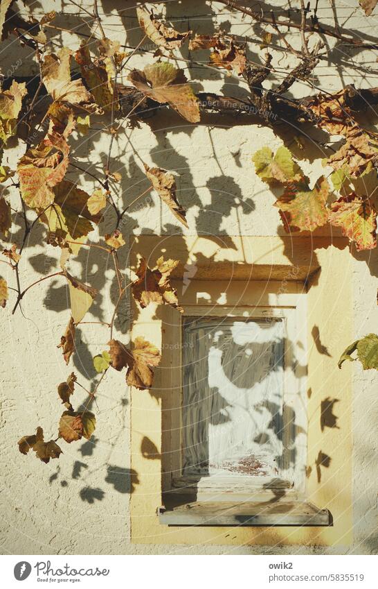 Brushed on Window Wall (building) House (Residential Structure) Vine leaves Beautiful weather creeper Green facade naturally Old building Protection