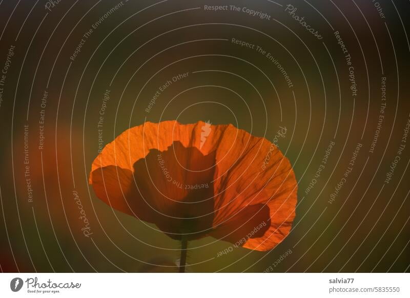 Red poppy blossom against the light Poppy Corn poppy Flower Summer Blossom Plant Nature Shallow depth of field Poppy blossom red poppy Back-light Close-up