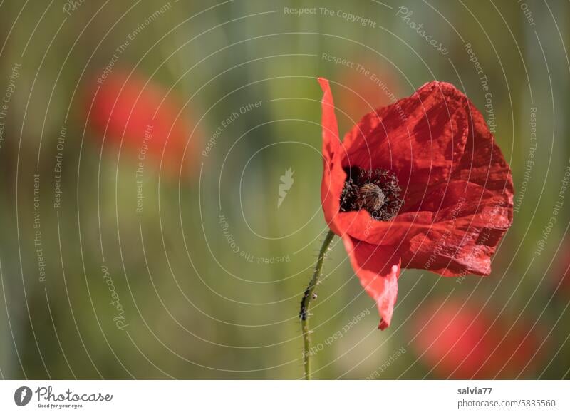 red poppy smiles at me Poppy Corn poppy Red Flower Summer Blossom Poppy blossom Field Plant Nature Poppy field Wild plant Deserted Colour photo