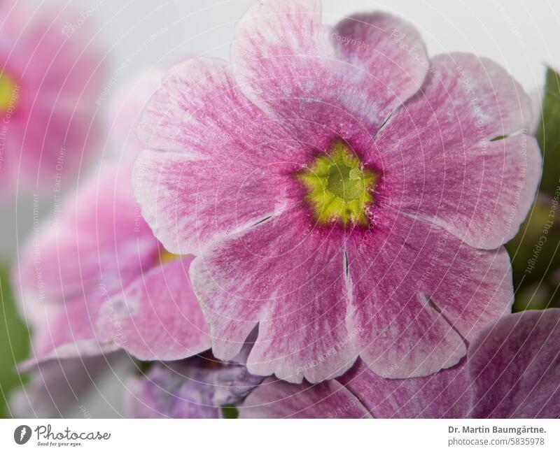 Cushion primrose, primrose hybrid Primrose Garden primrose Primrose hybrid Spring Flowering shrub enduring Herbacious Primulaceae Medium format Close-up