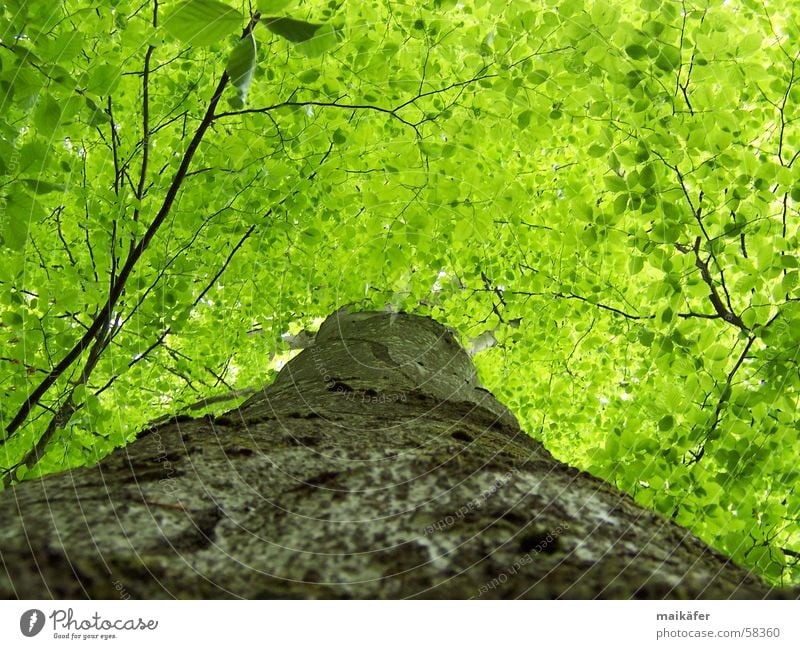 High up Green Tree Tree trunk Leaf Beech tree Spring Summer Light Shadow