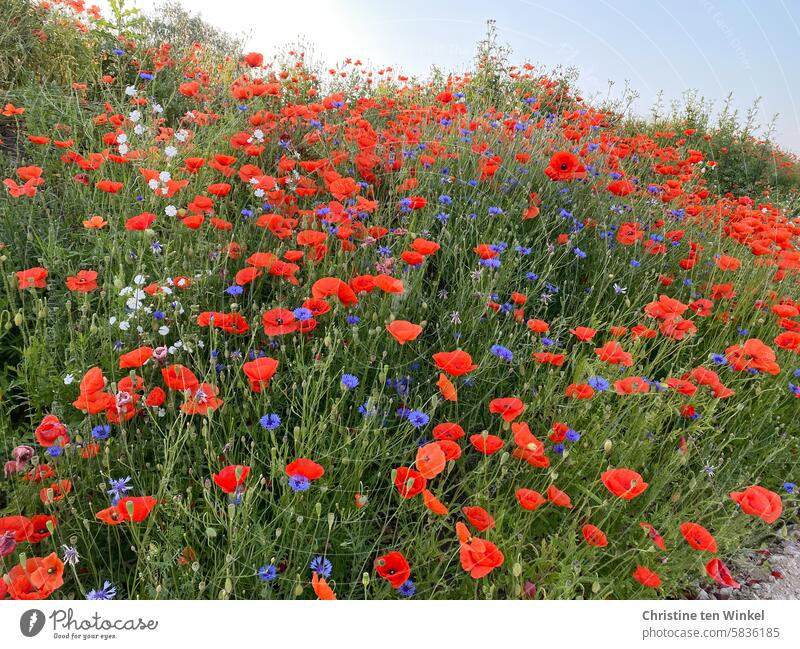 Poppy meadow with cornflowers Corn poppy Poppy blossom poppy meadow Flower meadow wild flowers Papaver rhoeas Meadow pretty Summer Light Red Blue Blossoming