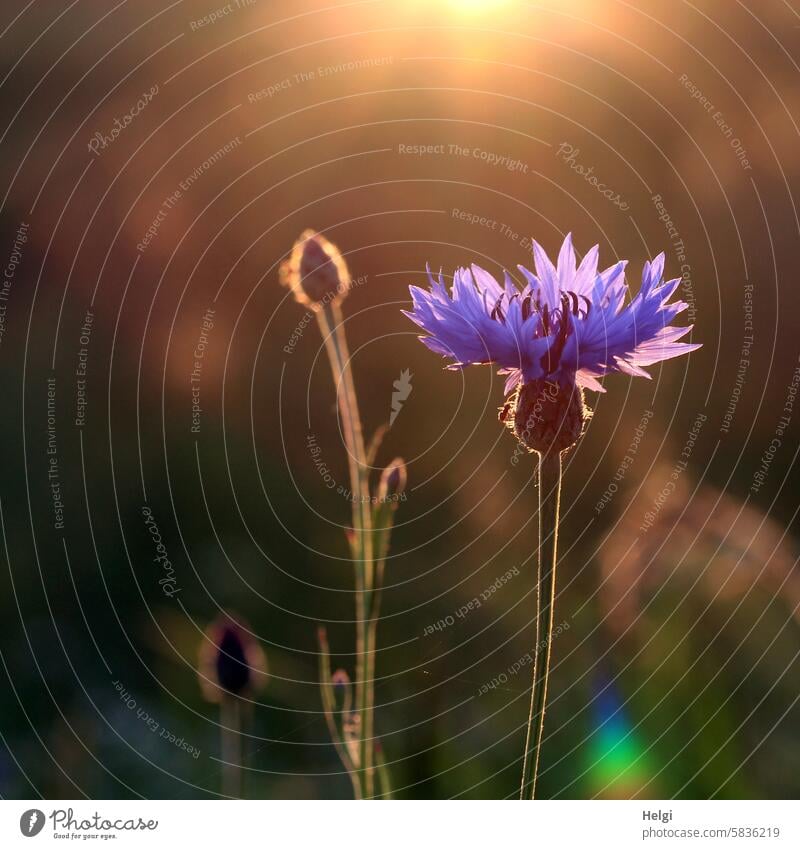 Cornflower in the evening sun Flower Blossom bud Sunlight Back-light Evening Evening sun blossom wax Close-up Macro (Extreme close-up) Plant Nature