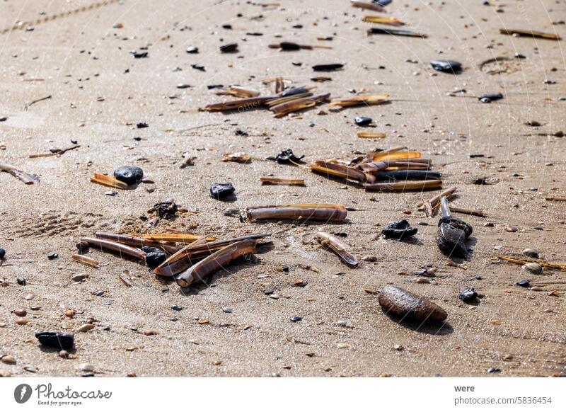 Shells on the North Sea beach in the surf Bergen aan Zee H2O Liquid Netherlands Sand animal bone common cycling drip drops drowning dune reserve dunes fluid