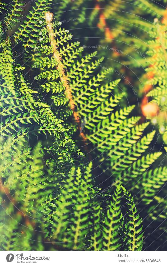 the fern and the light shadow Fern Fern leaf fern frond Light Shadow Foliage plant Wild plant Forest plant Sunlight Light and shadow Green Leaf green tight