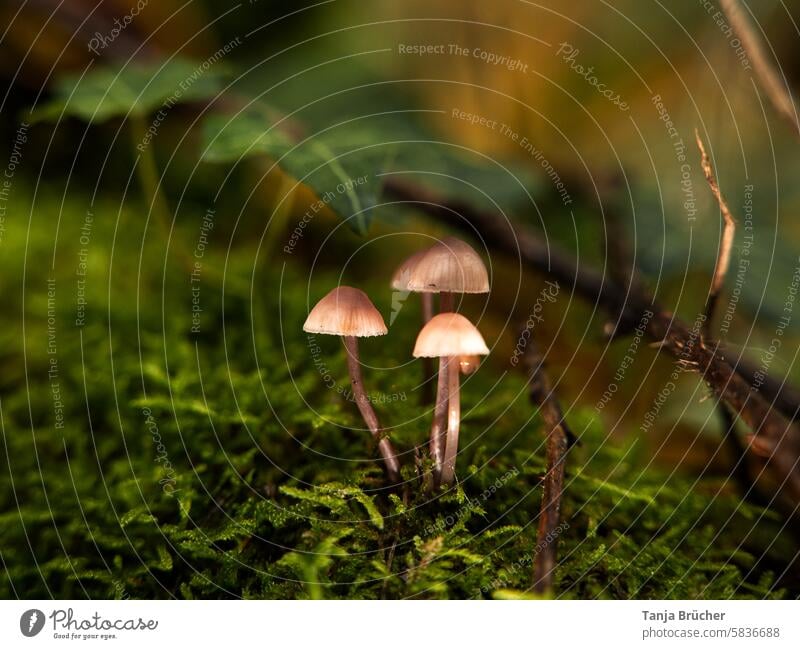 Mushroom trio under the protection of the forest mushrooms three mushrooms Woodground Autumn Mushroom cap Growth naturally Forest Moss Close-up