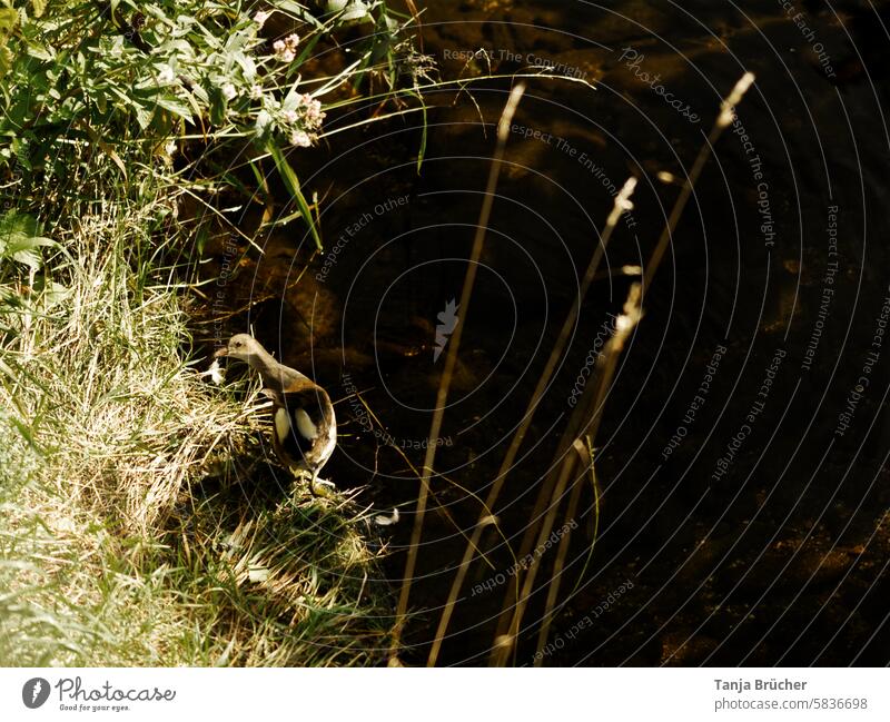 Ducklings by the stream Animal child Duck birds Chick Cute Wild animal Poultry Nature grasses Brook bachlauf be afloat animal world Wild bird blurred