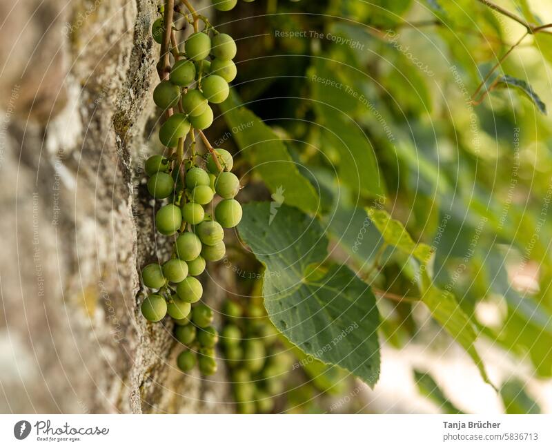 Green grapes Bunch of grapes Fruit Vine Healthy relaxing Calm warm colors Warm light wine-growing area enjoyment viticulture creeper Grape variety Fresh Juicy