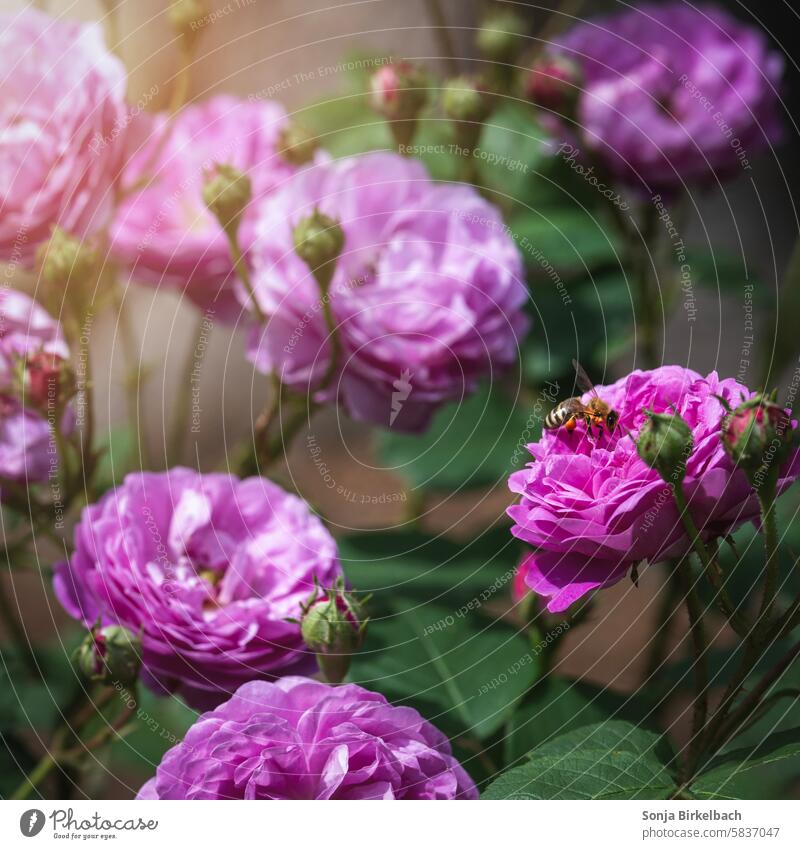 Flowers (Rose Mercedes) and (a) bee pink Bee Honey flora Nectar blossoms Summer Nature Pollen Honey bee Plant Blossom Insect Animal Macro (Extreme close-up)