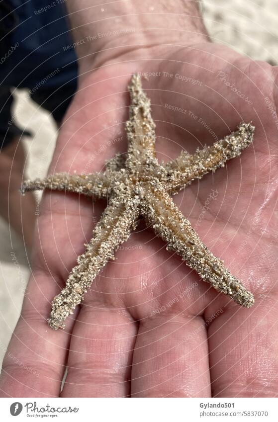 Small starfish on one hand Starfish Hand Beach Animal Summer Nature Marine animal Vacation & Travel Ocean Sand coast Tourism Relaxation Exterior shot Close-up