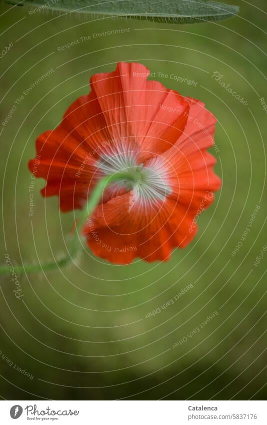 Poppy day again and again Corn poppy Plant Flower Blossom petals Nature flora Garden Day daylight Season blossom fade Orange pretty Green