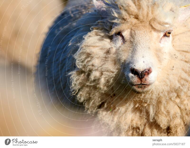 lawn mower Sheep dike sheep Close-up Face portrait Wool Wooly Pelt hair coast Northern Germany Snout Looking between them