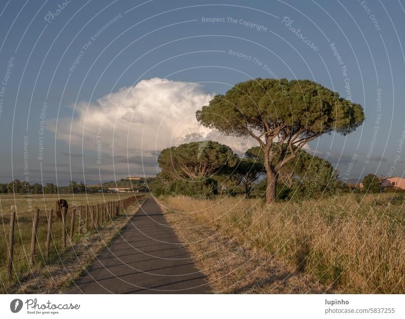 Cypresses with white cloud Italy Landscape Street Fence Horse Blue sky Shadow early evening Nature Beautiful weather Spring Exterior shot Deserted Evening sun