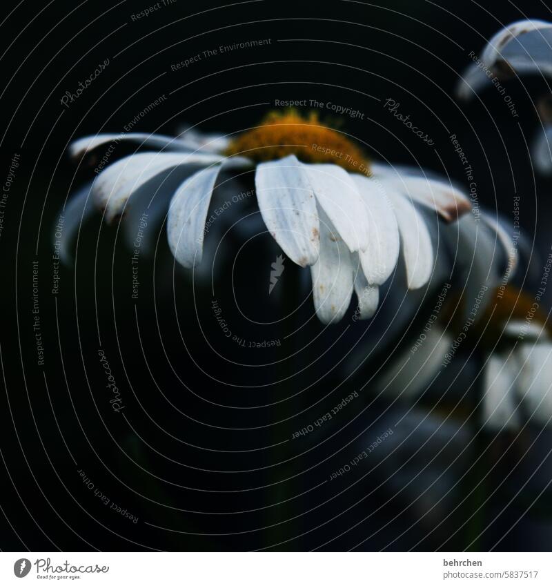 because nothing is forever Longing Pain Grief Sadness White Black pretty naturally Growth Faded Blossoming Meadow Park Garden Marguerite Leaf Flower