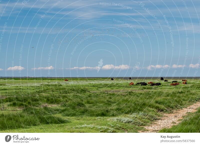 Salt grass meadows Nature reserve Experiencing nature Love of nature Sylt Sylt landscape Salt marsh view White-tailed eagle List Flock oystercatcher colors reed