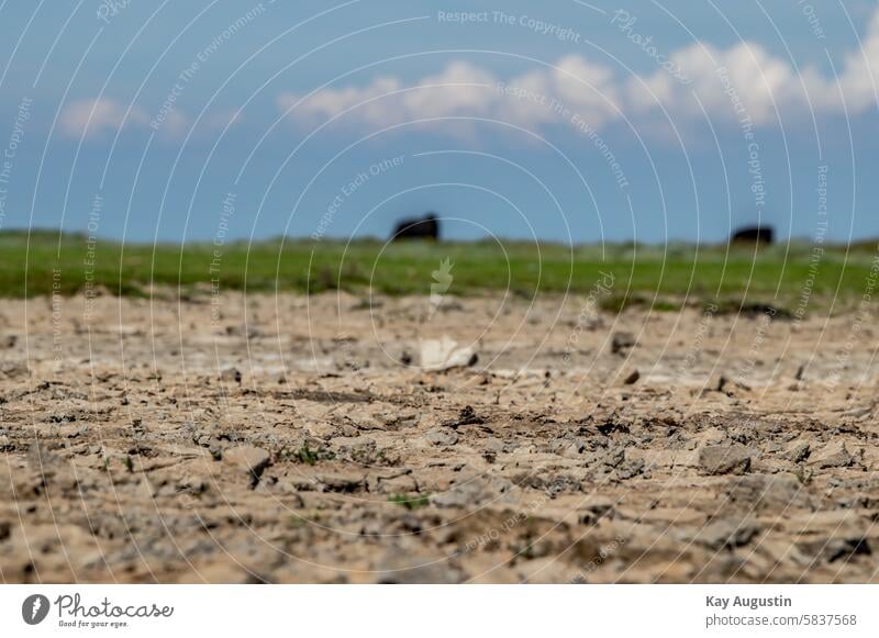 Salt grass meadows Drying out Drying cracks salt marshes inundation Wading bank Wadden Sea National Park Habitat Botany Mud flats shore zone Suspended particles