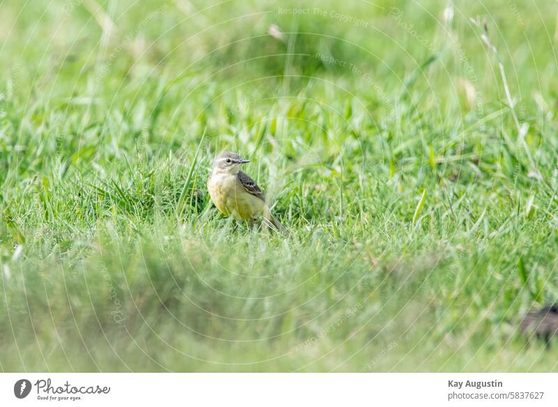 Yellow wagtail Bird birds Nature Exterior shot Wild animal Colour photo Animal portrait Blue-headed wagtail stilts beeper Motacillidae Bird's-eye view Small