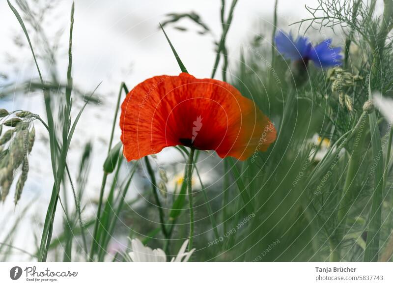 Gossip poppy in the flower meadow Corn poppy Papaver rhoeas poppy flower Wild plant biennial yearlong petals bright red acre Summer Nature homeopathy