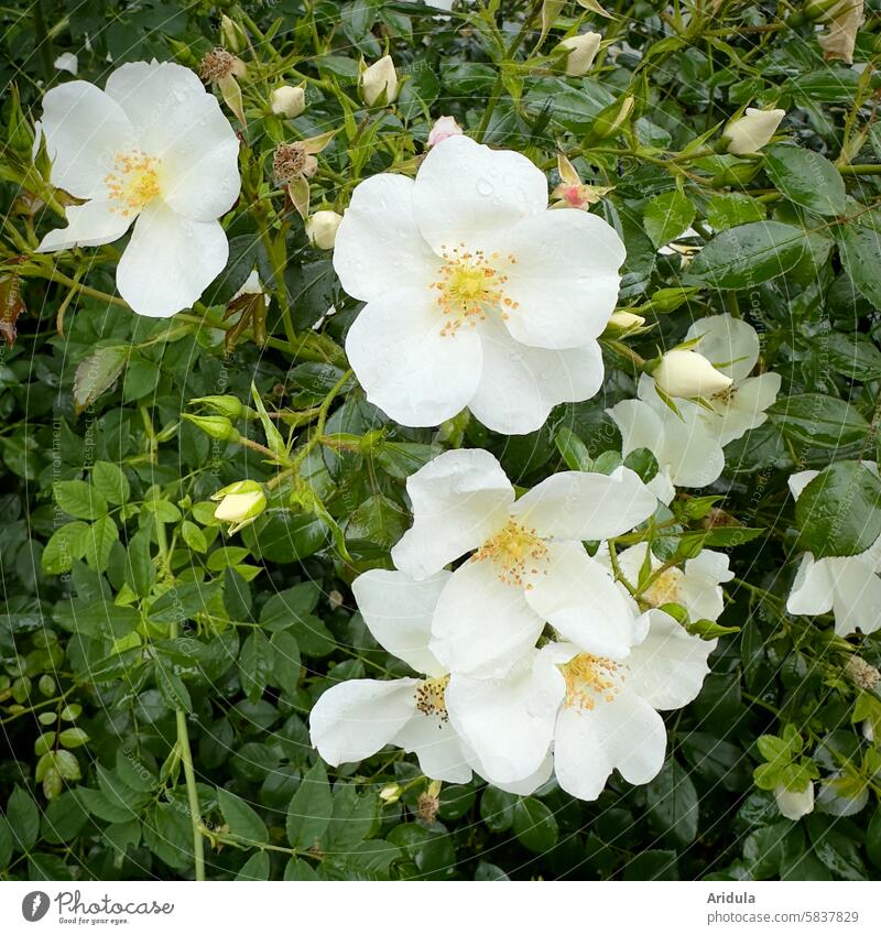 White wild rose pink rose bush Garden Summer Blossom Fragrance scented rose rose hedge Rose blossom Romance Blossoming