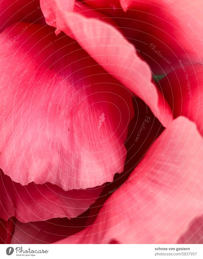 pinky Flower Pentecost Blossom pretty Romance Nature Close-up Garden Blossoming Pink Plant Summer Colour photo Rose blossom Blossom leave naturally Esthetic