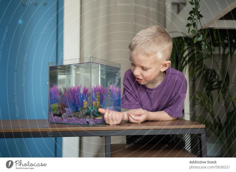 Young boy fascinated by pet fish in home aquarium child observation colorful aquatic life interest curiosity engagement tank indoor purple shirt table