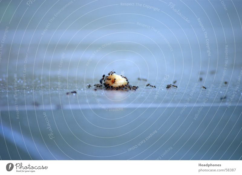 transport_delegation Peanut Logistics Carrying Exceptional Blue Ant Hymenoptera Tile Colour photo Exterior shot Copy Space top Copy Space bottom Day