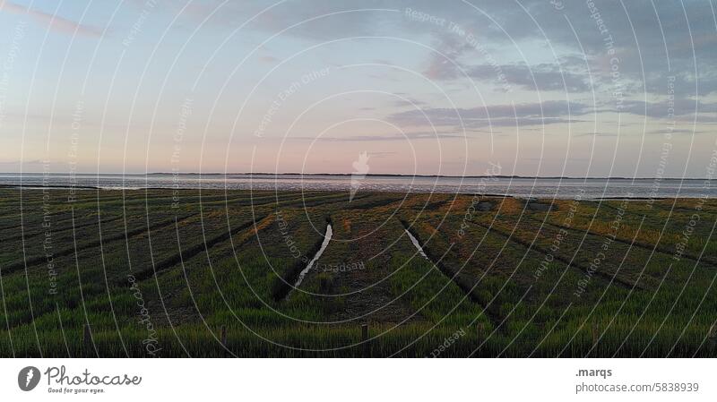 finale Amrum Environment North Sea coast Water Nature Mud flats North Frisland Landscape Grass atmospheric Beautiful weather Sky North Frisian Islands naturally