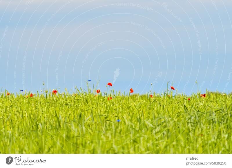 Corn poppies and cornflowers in a cereal field Corn poppy Grain Agriculture Organic farming Field Cornfield Agricultural crop Red Blue Green Sky