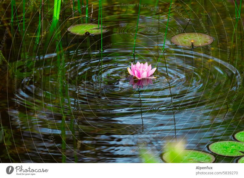 Water lily is moved as if by magic Pond Water lily pond Plant Nature Colour photo erruption Movement Waves Swell Blossom Green Lake Reflection Deserted