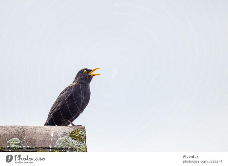 singing blackbird on a roof Fiderallallalla Blackbird Sing Roof Bird Nature Animal Singer Exterior shot Colour photo Animal portrait Beak Deserted Wild animal