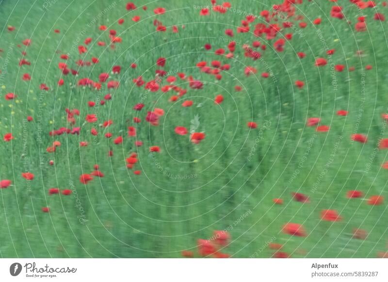 110Kmh on poppy day Poppy blossom Poppy field Corn poppy Speed Speed rush swift blurriness motion blur Red Summer Flower Meadow Blossom Exterior shot Plant