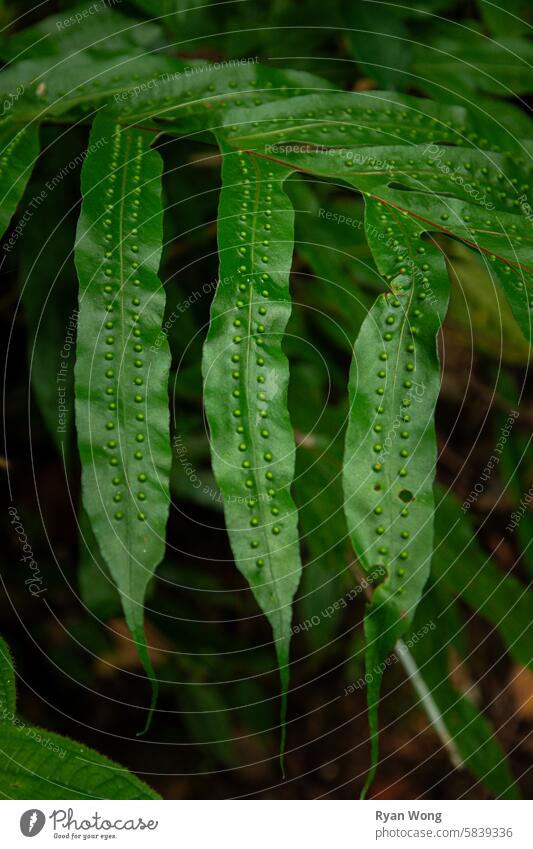 Seed drop texture on leaves of a green plant in the forest. nature leaf water grass dew garden macro fern rain closeup spring cactus drops flower wet flora