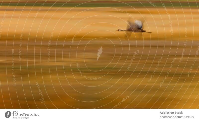 Crane in motion over a golden marsh bird crane blur flying wildlife nature speed fluid movement textured background vivid dynamic abstract artistic