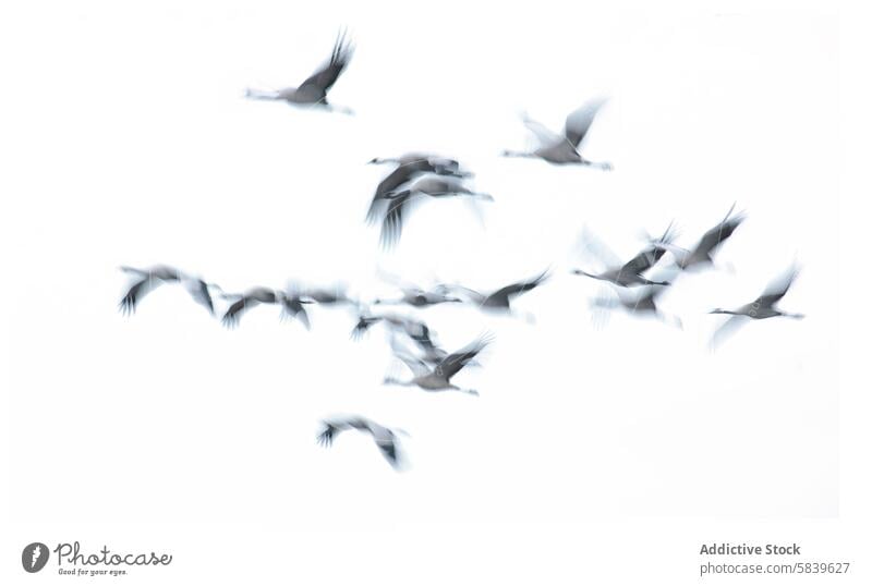 Ethereal image of cranes in motion against a white background bird blur flock flying high-key photograph art movement grace delicate abstract serene nature