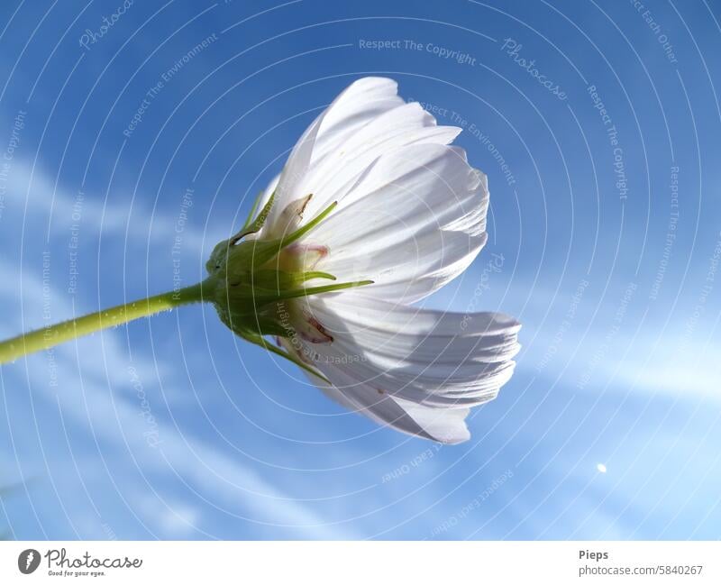 White cosmea flower is illuminated by the sun Cosmea Cosmos Cosmea flower Plant Blossoming summer flower delicate blossoms white flowers July August