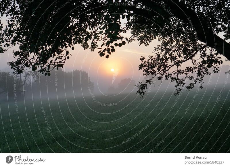 Sunrise, rural light Sunrise - Dawn Landscape Exterior shot Morning Nature Light Deserted Sunlight Calm Idyll Silhouette Back-light Sky Tree foliage leaves