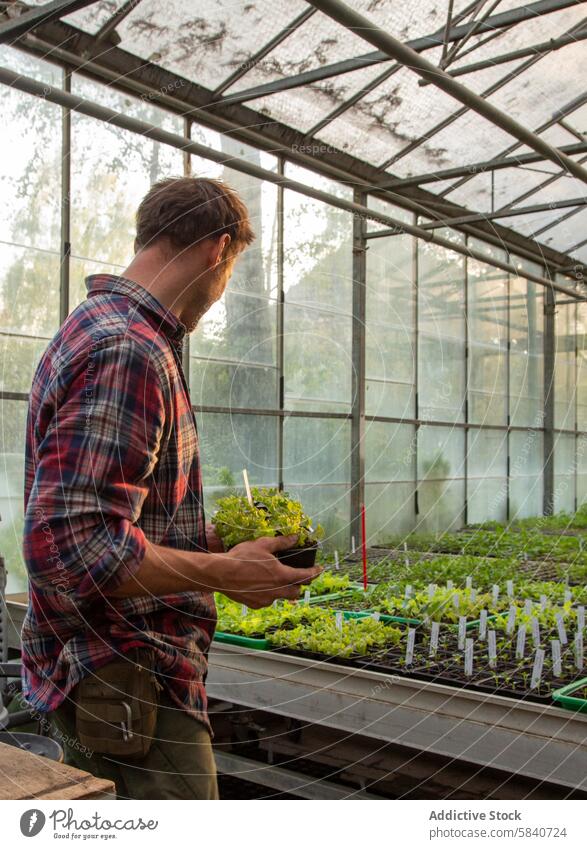 Young anonymous man tending plants in a greenhouse on a farm gardening agriculture cultivation horticulture nurturing seedling sunlight glasshouse young adult