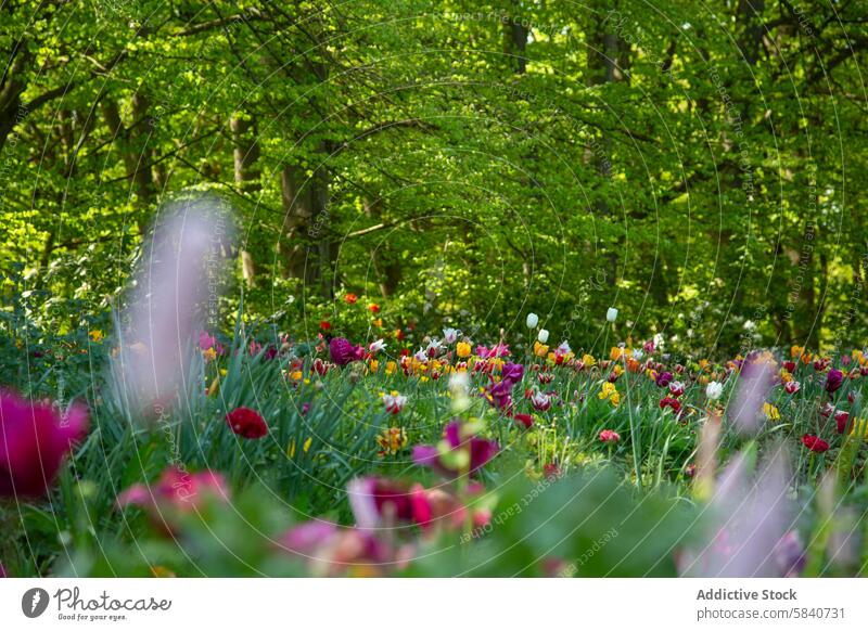 Colorful tulips in a vibrant spring forest meadow wildflower bloom color lush greenery nature flora plant outdoor field seasonal verdant foliage tree natural