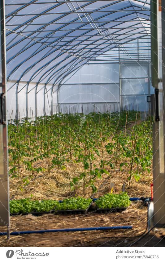 Young tomato plants growing in a high tunnel greenhouse agriculture farm cultivation irrigation hose indoor structure environment fresh young seedling soil