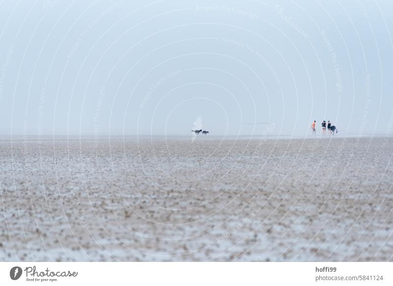 People and dogs on the horizon at low tide in the Wadden Sea mudflat hiking tour Hiking Low tide ebb and flow Mud flats Human being Dog Beach Vacation & Travel