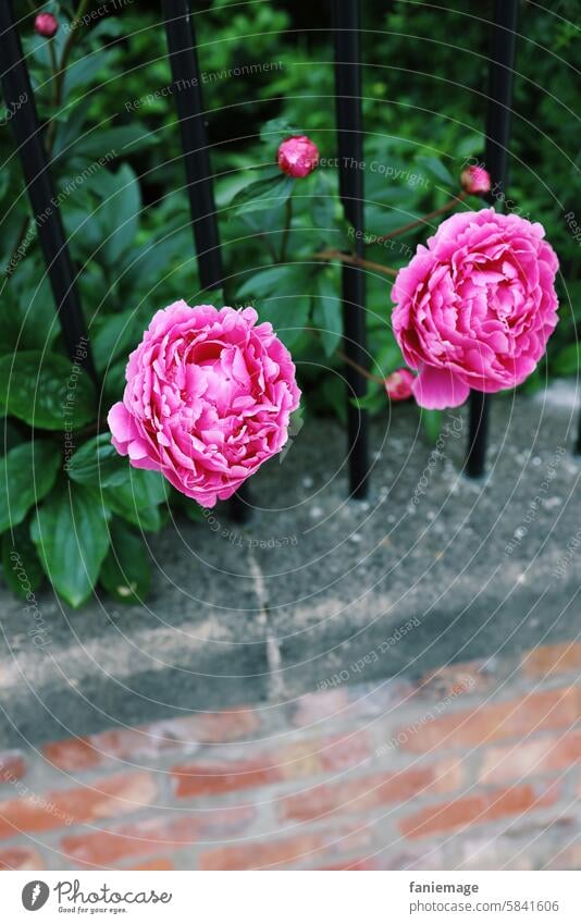 pinke Pfingstrosen Gartenzaun blühend Blumen Vorgarten Mauer grau rot Backstein Pflanze bepflanzt Sommer Frühling Blütezeit Englischer Garten Natur wunderschön