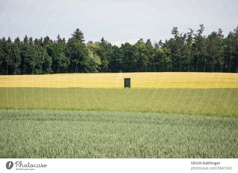 Landscape with pale yellow-green strips of grain fields and forest in the background and a hunting lodge in the center of the picture Summer Agriculture Grain