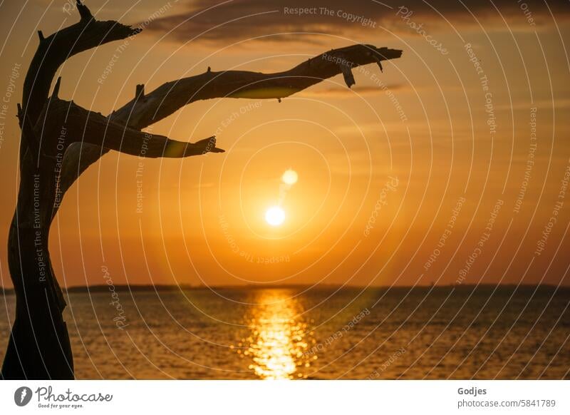 Lens flare of the evening sun on the horizon. The branch of a weathered tree in the foreground. The light of the sun is reflected in the water. Evening sun Tree