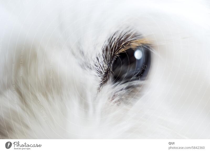 If it has eyelashes like that, it's a girl Dog puppy Eyes Dog eyes look at Looking Eyelash blonde eyelashes Blonde White white fur Pelt macro hair Animal Pet